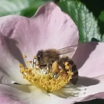 Méhbarát kertek pályázat