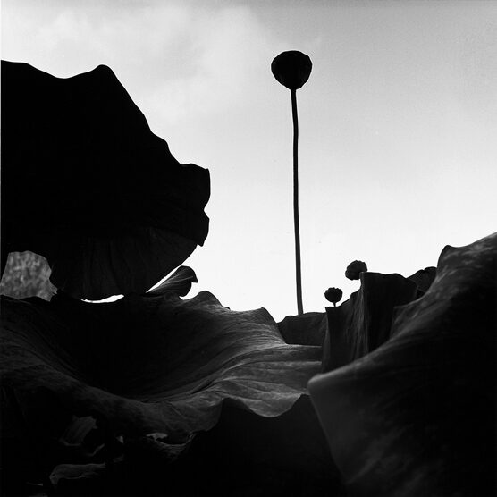 Graciela Iturbide: Lugo, Olaszország, 2008
