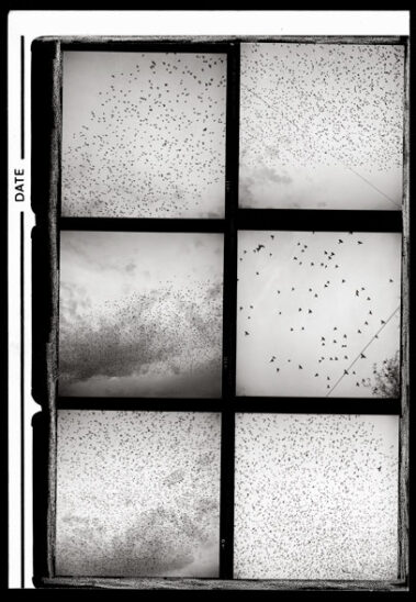 Graciela Iturbide: Pajaros de la muerte Dolores Hidalgo