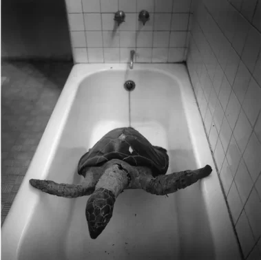 Graciela Iturbide: El baño de Frida