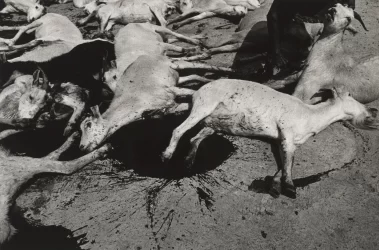 Graciela Iturbide: En el nombre del padre
