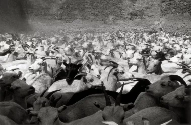 Graciela Iturbide: En el nombre del padre